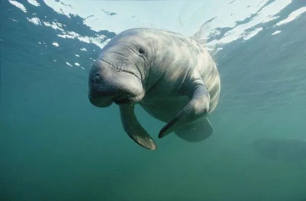 世界上真有美人鱼吗