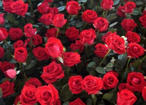 十一朵玫瑰花的花语是什么意思 表白送什么花多少朵