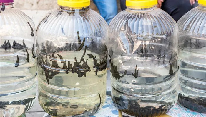 蚂蟥是什么东东