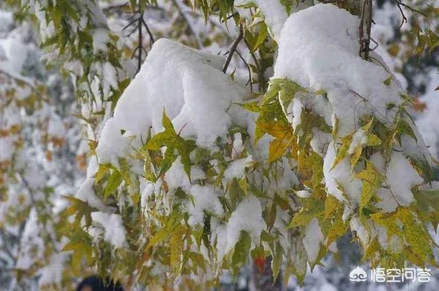 植物防冻剂属于什么类型的农药？