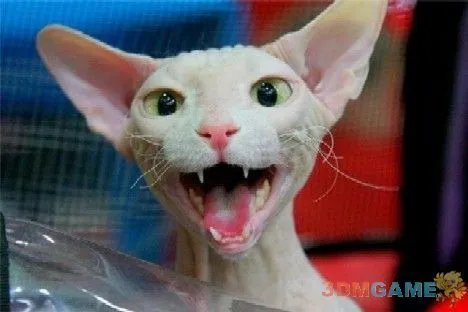 巨丑无比吓倒众人！世界上最丑陋的13种动物