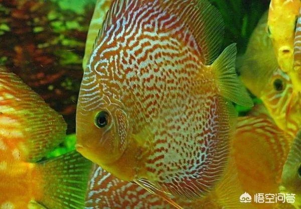 七彩神仙鱼的价格？