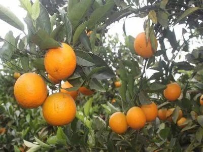 中国十大橘子产地