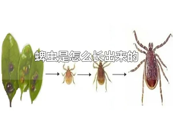 蜱虫是怎么长出来的 蜱虫的寿命