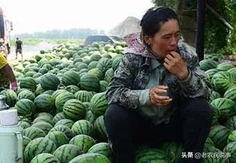 西瓜滞销的原因有哪些？农村地区公路限高会导致滞销吗？农民该如何应对？