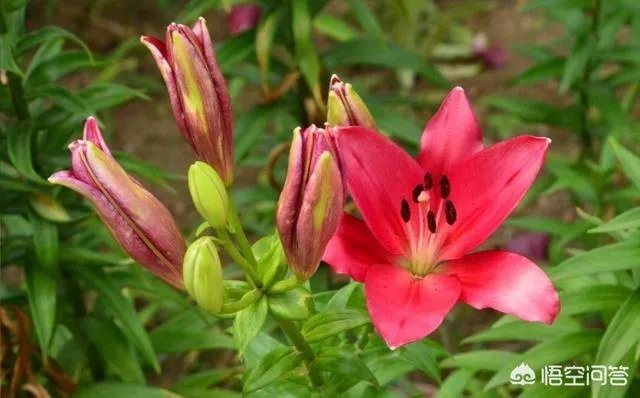 怎么种植百合花？