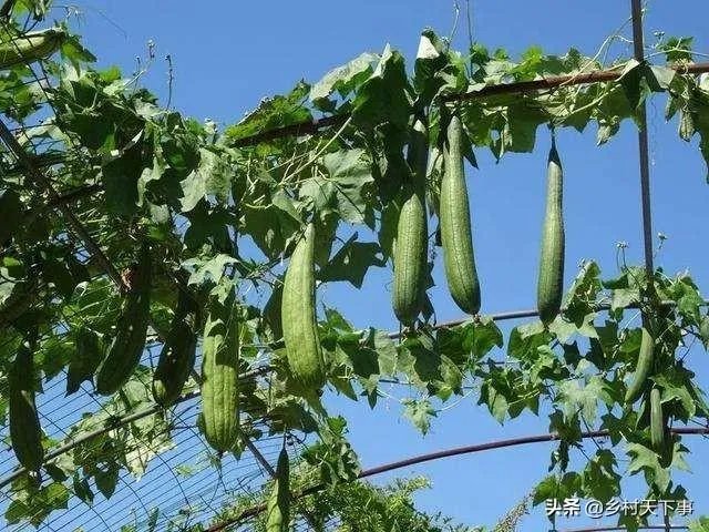 持续高温对丝瓜种植有什么影响？