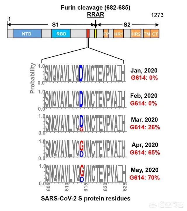 29% 新冠病毒样本出现D614G变异，世卫组织称「不是新的变异，已在欧美传播」，意味着什么？