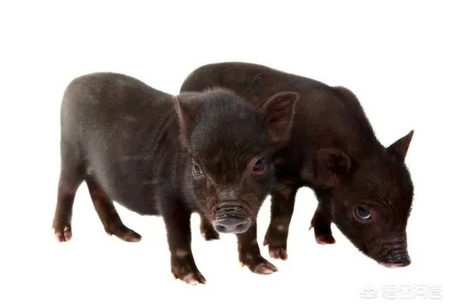 黑猪价格