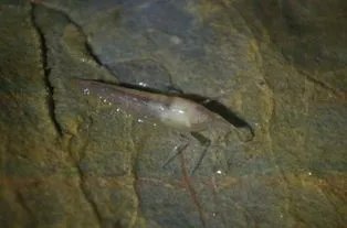 广西河池洞穴现珍稀水生物，珍稀水生物对环境的要求有多高？
