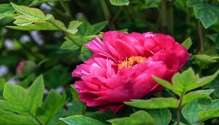 花开富贵是什么意思