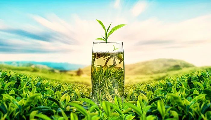 信阳毛尖是绿茶吗