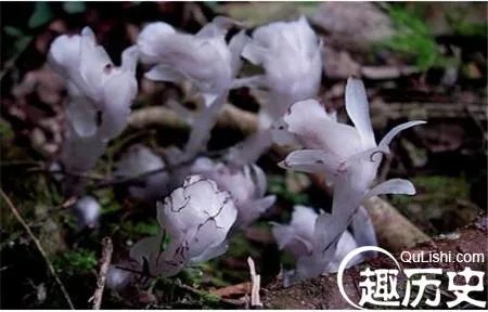 冥界之花的种类：冥界之花真的会让人死吗?