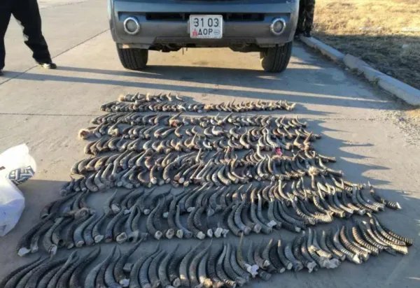 内蒙古边检站查获野生黄羊角584支是怎么回事？