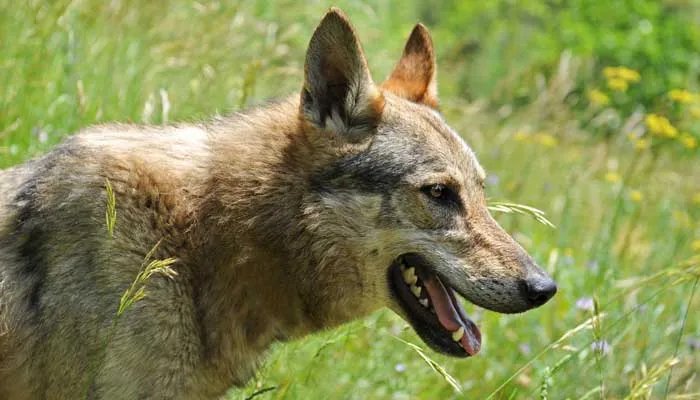 德国牧羊犬怎么训练圈羊 训练德国牧羊犬的常见方法