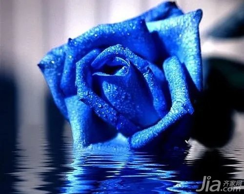 蓝色妖姬玫瑰花语大全