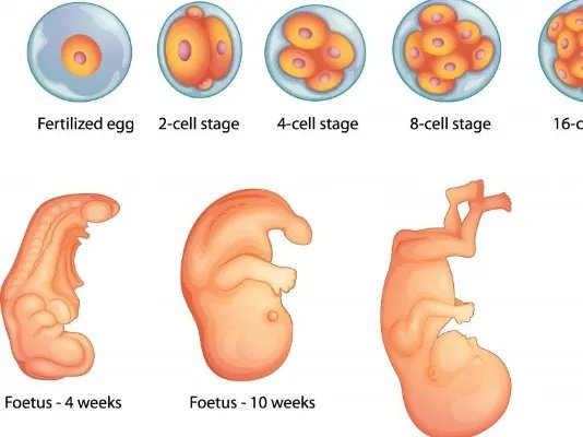 胎位不正的原因