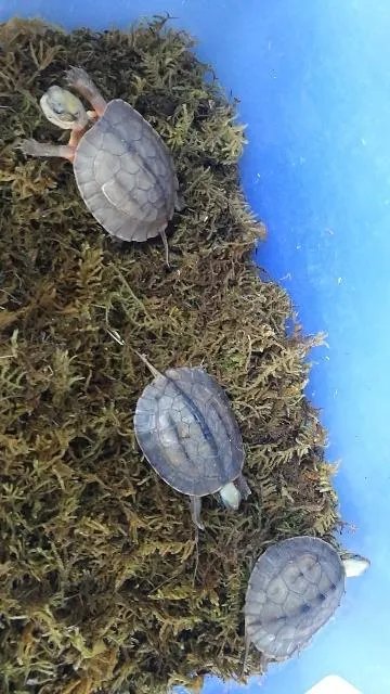 金钱龟吃什么？