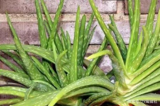 芦荟怎么浇水呢?