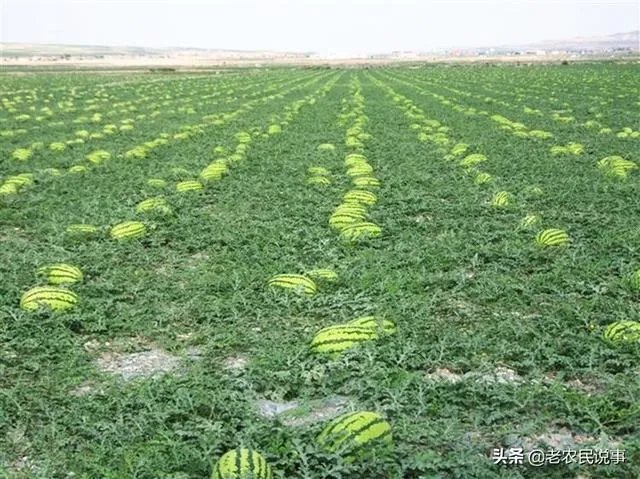 西瓜滞销的原因有哪些？农村地区公路限高会导致滞销吗？农民该如何应对？
