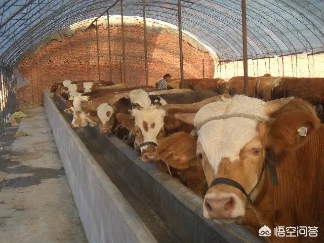 如何科学养牛？