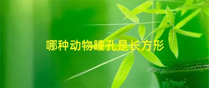 哪种动物瞳孔是长方形