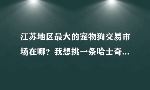 江苏地区最大的宠物狗交易市场在哪？我想挑一条哈士奇或者松狮．