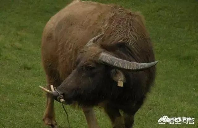 如何科学养牛？