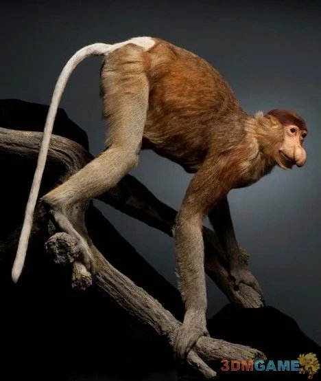 巨丑无比吓倒众人！世界上最丑陋的13种动物