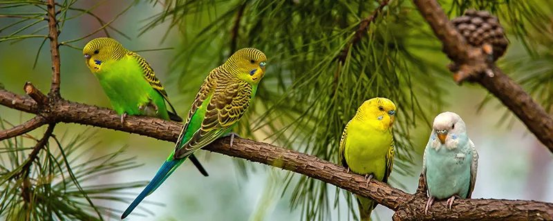 北京花鸟鱼虫市场在哪里 北京花鸟鱼虫市场介绍
