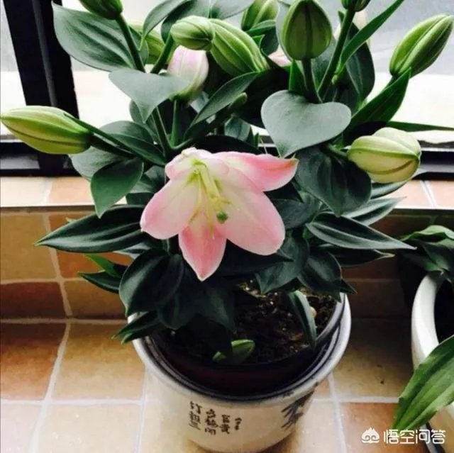怎么种植百合花？
