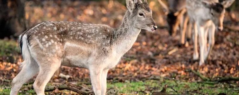 母鹿头上有角吗  母鹿头上有角吗