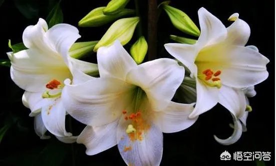 怎么种植百合花？