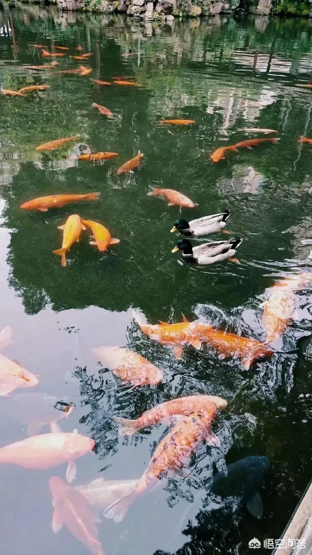 广东顺德清晖园好玩吗？