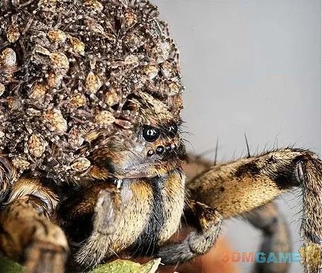 巨丑无比吓倒众人！世界上最丑陋的13种动物