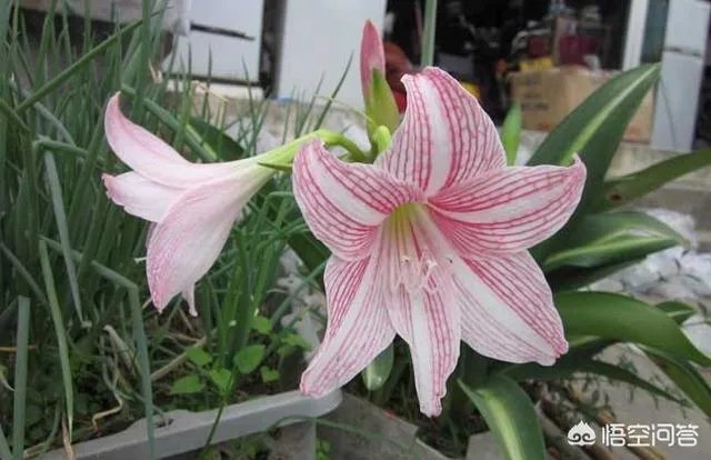 怎么种植百合花？