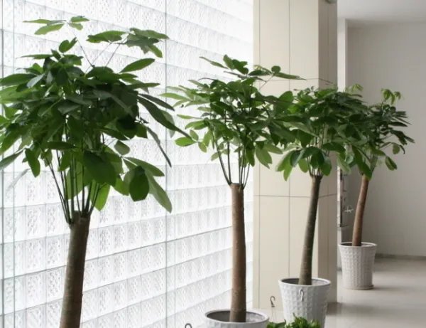 招财树的养殖方法