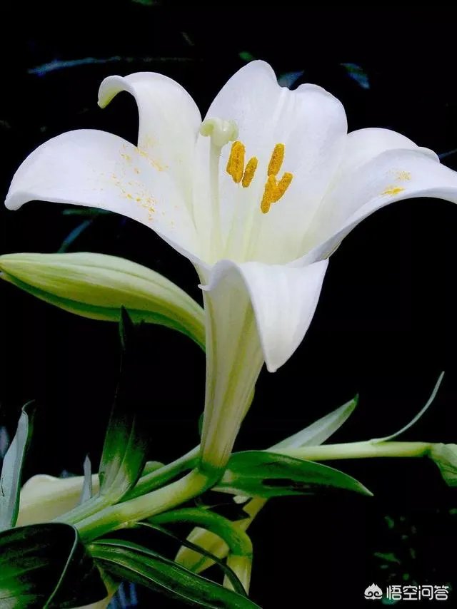 怎么种植百合花？