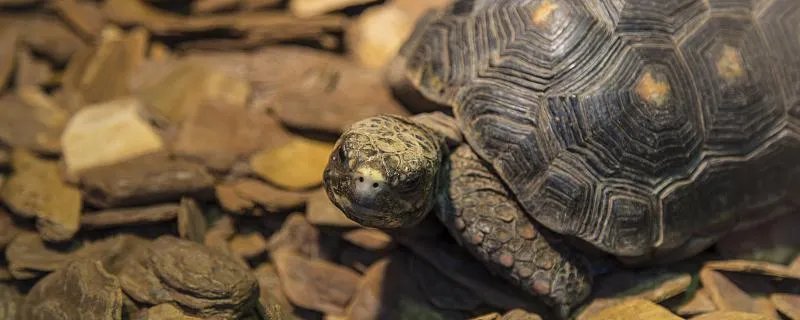 梦到乌龟咬人什么意思 梦到乌龟咬人预兆着什么