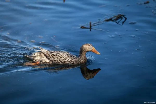 瘤鸭是一种什么样的动物？它的特征是什么？生活习性是怎样的？