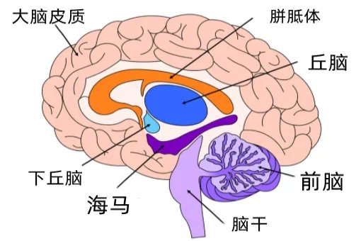 大脑结构图解大全