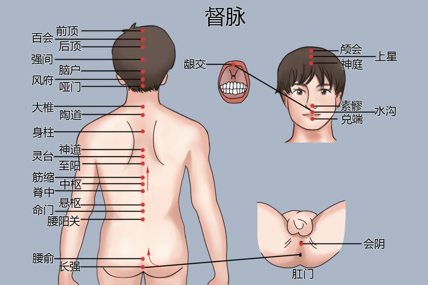 督脉的准确位置图
