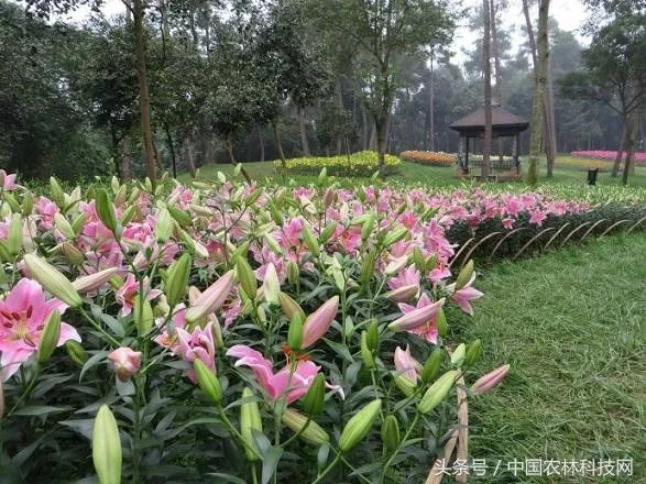 怎么种植百合花？