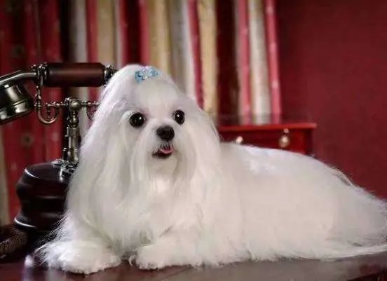 中小型狗的品种大全名字