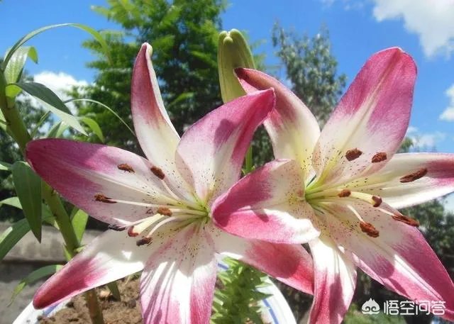 怎么种植百合花？