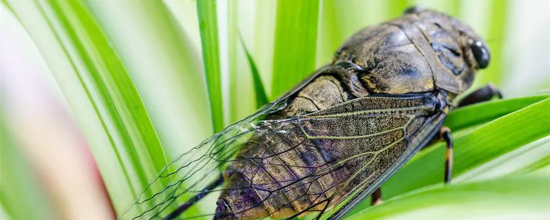 知了的幼虫叫什么 知了的幼虫叫什么名字