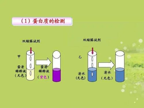 双缩脲试剂检测蛋白质原理是什么？