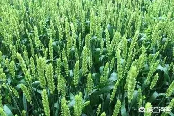 植物防冻剂属于什么类型的农药？