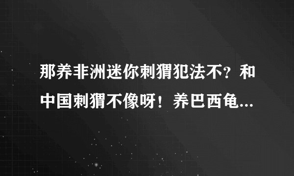 那养非洲迷你刺猬犯法不？和中国刺猬不像呀！养巴西龟犯法不？和中国龟也不像呀