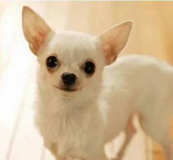 中小型狗的品种大全名字